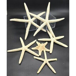 Natural White Starfish Collection For Crafts & Decor Large and Small DH1362